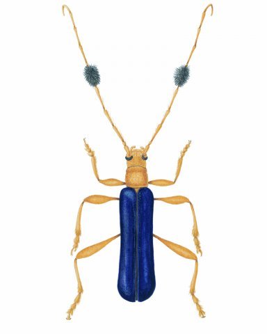 Paramoeocerus